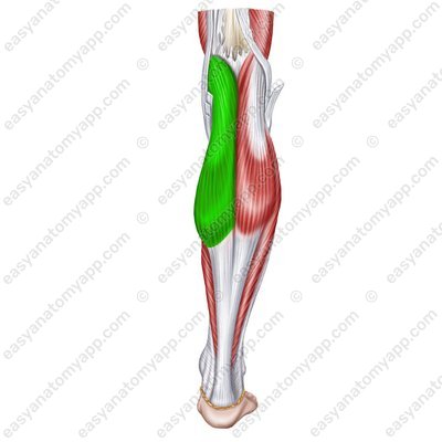 Икроножная мышца (m. gastrocnemius) – caput mediale